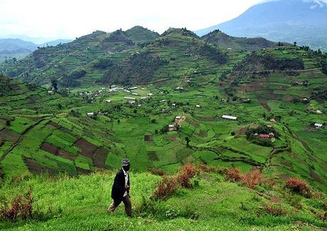 Uganda terraces