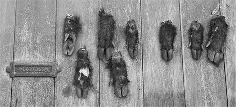 Wild boar hooves nailed to a door
