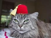 World’s Best Images Cats Wearing