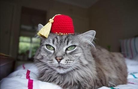 Cat Wearing a Fez 