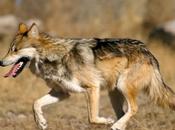 Endangered Mexican Wolf Makes Small Steps Recovery
