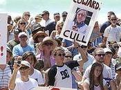 Thousands Protest Shark Cull Manly Beach