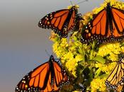 Report Shows Record Decline Monarch Butterflies: Monsanto Major Culprit