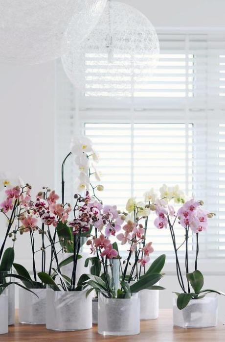 multi-color orchids