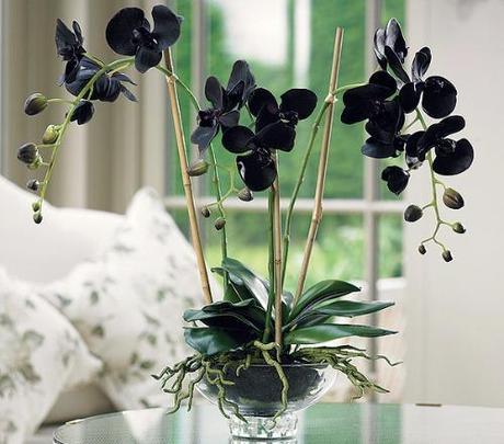 black orchid flower