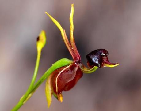 Flying Duck Orchid1