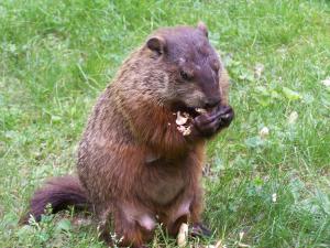 An agnostic groundhog ponders the inevitable (photo credit: I. EIC)