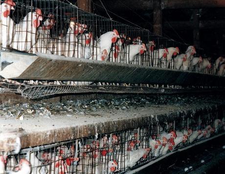 Chickens in cages