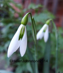 Galanthus 'Ding Dong'