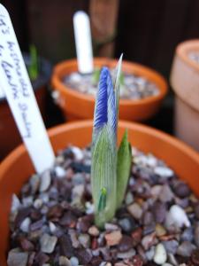 Iris histrioides 'Lady Beatrix Stanley'