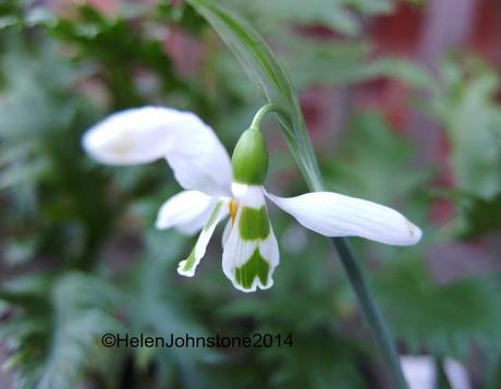 Galanthus 'Selborne Greentips'