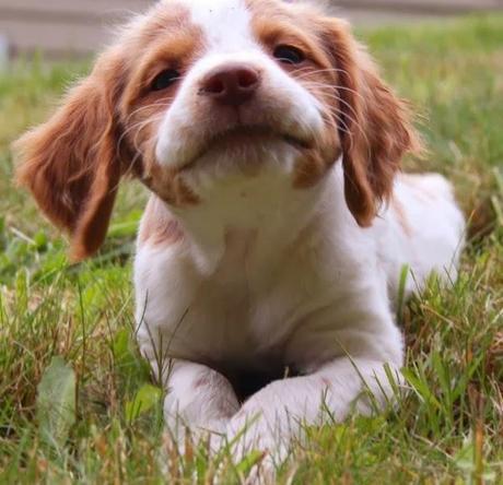 Puppy Bowl celebrates its 10th anniversaryPhoto by snowfl...