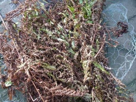 old ferns being used to insulate around tender plant