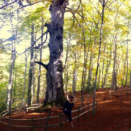 Visit the gigantic tree in Montedimezzo Nature Reserve