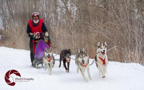 Dog sled race, Cannington, Ontario, Siberian Husky, Huskies, snow, race, sled, Pet Photography, Toronto Pet Photographer