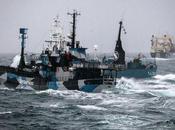 Shepherd Collides with Whaling Vessel Anatarctica