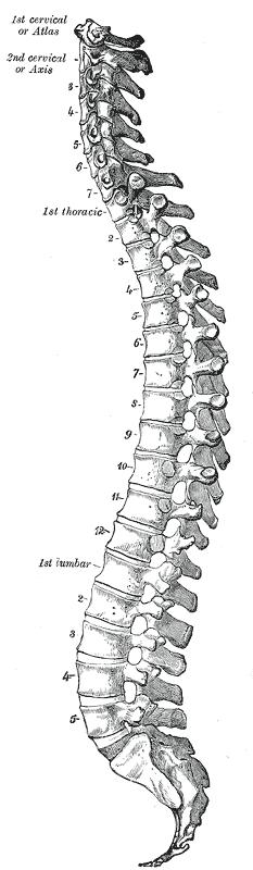 All About the Spine: Anatomy and Movements