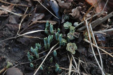 Emerging bulbs and new aquilegia foliage are welcome signs of regrowth