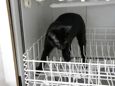dishwasher cat
