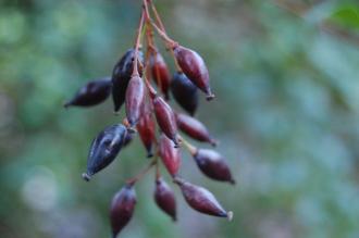 Berberis chitria Fruit (30/12/2013, Kew Gardens, London)