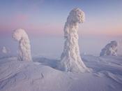 Alien Looking Photos Frozen Trees
