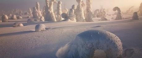 Alien Looking Photos of Frozen Trees