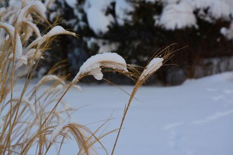 The joy of winter