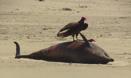 Peru Dolphin Deaths