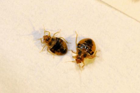 12_Bed Bug Nymphs