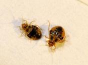 Study Bugs, News.