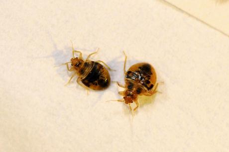 Study on Bed Bugs, BBC News. 12_Bed Bug Nymphs