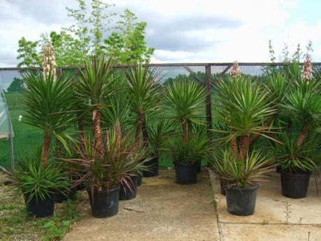 Rare For You, Not For Me