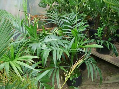 Rare For You, Not For Me