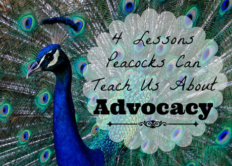 4 Lessons Peacocks Can Teach Us About Advocacy - Words I Wheel By