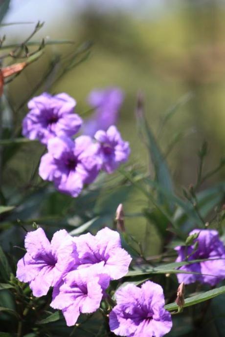 Taken in January of 2014 on Rang Hill, Phuket.