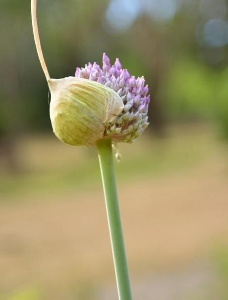 Where I'm at (a rambling post on dairy and gluten)