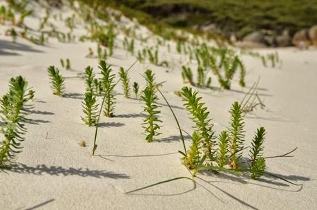 Postcards from the South