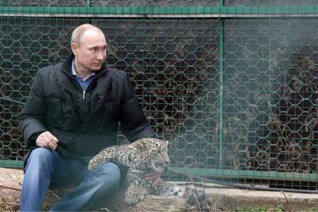 Sochi Persian leopard breeding rehab center.