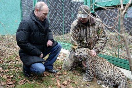 Sochi Persian leopard breeding rehab center Putin and Dir Umar Semyonov.