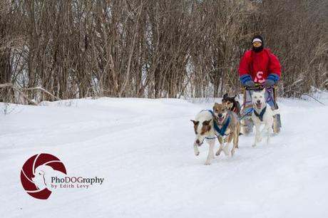 Cannington Dog Sled Races, Ontario, snow dogs, siberian husky, dogs, races, Toronto Pet Photographer, pet photography