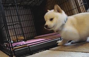 Dog GIFs for Wonderful Wednesday (Part II) dog gif