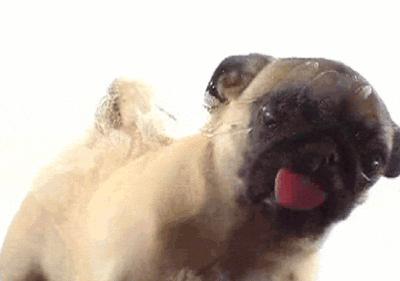 Dog GIFs for Wonderful Wednesday (Part II) dog glass cleaner