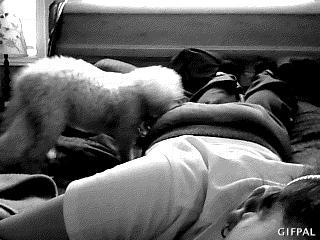 Dog GIFs for Wonderful Wednesday (Part II) dog gif