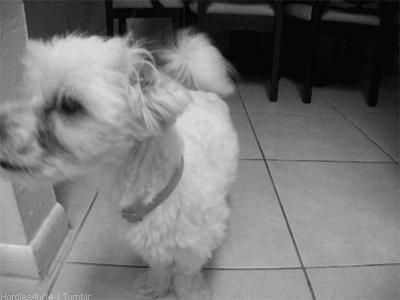 Dog GIFs for Wonderful Wednesday (Part II) dog gif