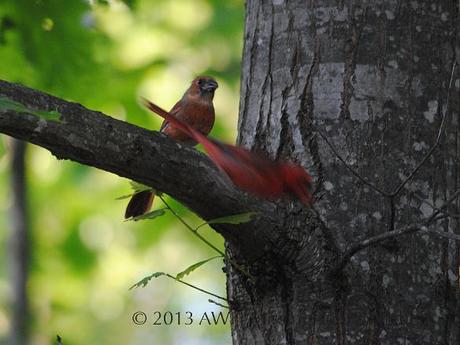 marbled red bird