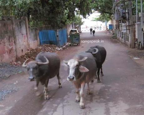 roaming buffaloes of Triplicane and the missing ones of Uttar Pradesh