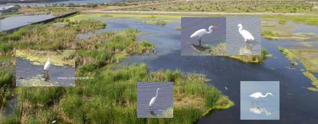 winged visitors (birds) of (Karapakkam) - Pallikaranai marsh land