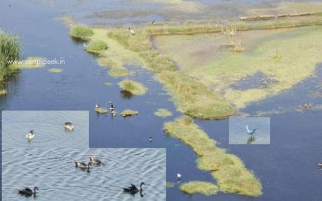 winged visitors (birds) of (Karapakkam) - Pallikaranai marsh land