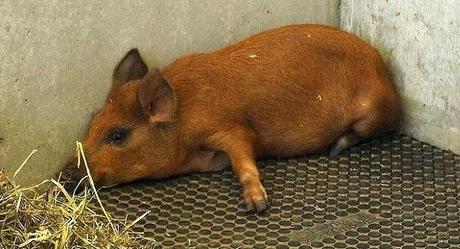 the man who smuggled pig into Brisbane ground - sent to mediation