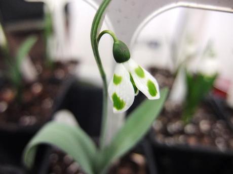 Galanthus Kencot Ripple